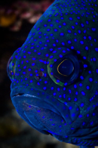 Western Blue Devil under the Busselton Jetty. Canon 20D T... by Mick Tait 